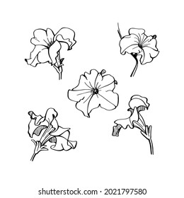 Vector illustration of a petunia. Set of hand drawn elements isolated on white background. Wedding concept.