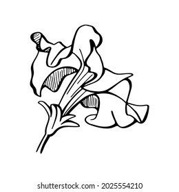 Vector illustration of a petunia. Set of hand drawn elements isolated on white background. Wedding concept.