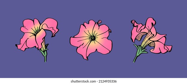 Vector illustration of a petunia. Set of hand drawn elements isolated on white background. Wedding concept.