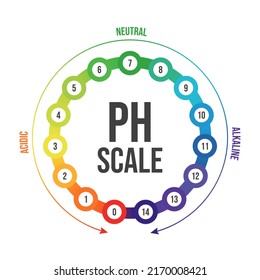 Vector illustration of pH scale isolated on white background. Color pH value scale chart meter infographic. Litmus paper indicator for acid-alkaline solution. 
