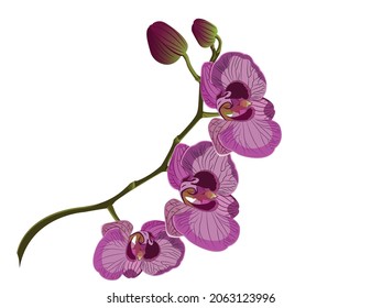 Vector illustration of phalaenopsis orchids, phalaenopsis sumatrana, pinkish purple orchid