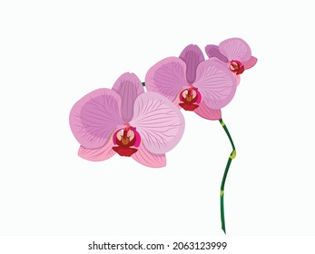 Vector illustration of phalaenopsis orchids, phalaenopsis sumatrana, pinkish purple orchid