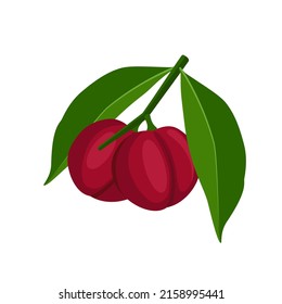 Vector illustration of Phaleria fruit, scientific name Phaleria macrocarpa, isolated on white background.