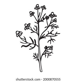 Vector illustration of pharmacy chamomile. Doodle style.