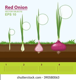 Vector illustration. Phases of growth of a red onion in the garden. Growth stage. Infographic concept