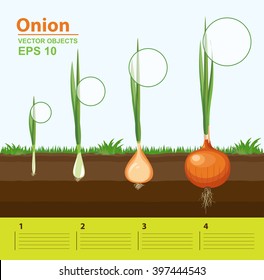 Vector illustration. Phases and growth stage. Development and productivity of a onion in the garden. Distance between plants. Infographic concept