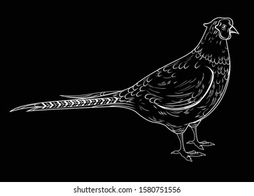 Vector illustration of a pheasant in black and white graphic style
