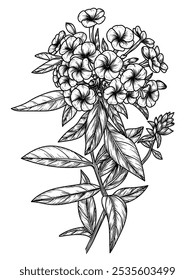 Vector illustration of phlox flowers in engraving style