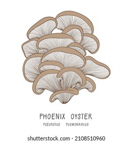 Vector illustration of a phoenix oyster mushroom isolated on white background. Pleurotus pulmonarius. Forest edible fungi. Liquid culture. 