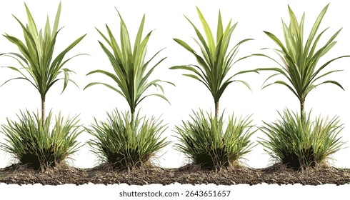 Ilustração vetorial de Phormium Cookianum Tricol, conjunto de plantas de linho da Nova Zelândia, árvores botânicas isoladas, folhagem tropical, elementos de paisagem de jardim, plantas exóticas.