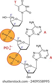 Vector illustration  of phosphodiester bonds 
 between three nucleotides.