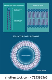 Vector illustration of phospholipid, lipid bilayer and liposome structures