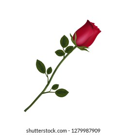 Vector illustration of photo-realistic, highly detailed flower of red rose isolated on white background. Beautiful bud of red rose on long stem. Clip art for valentines, love, wedding, design.