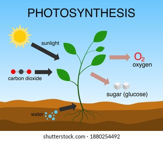 Vector illustration of photosynthesis process.