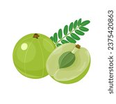 Vector illustration, Phyllanthus emblica, also known as emblic, myrobalan, Indian gooseberry, Malaca tree, or amla, isolated on white background.