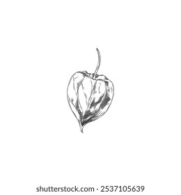 Vector illustration of physalis flower in black and white hand drawn sketch. Botanical plant on isolated white background. Element for graphic style design.