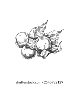 Vector illustration of physalis fruit with leaves in black and white engraved style. Outline sketch of physalis berry for decoration and decor. Botanical hand drawn icon.