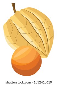 Vector illustration of a physalis fruit on white background.
