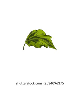 Vector illustration of physalis leaf in graphic watercolor style. Botanical plant on isolated white background for design and decoration. Hand drawn. Ideal for educational material.