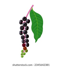 Vektorgrafik, Phytolacca americana, auch bekannt als amerikanischer Poketang, Pokeweed, Pokesalette, Libellenbeere und Inkokerry, einzeln auf weißem Hintergrund.