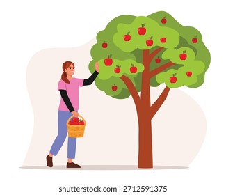 Ilustración vectorial de recoger manzanas maduras de un árbol. Escena de dibujos animados de una joven agricultora sonriente recogiendo manzanas rojas de un árbol, sosteniendo una cesta aislada sobre fondo blanco. Cosecha.

