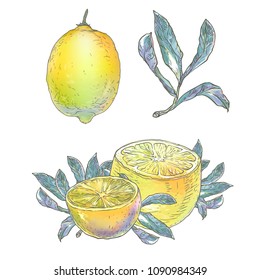 Vector illustration. The picture is made on a digital graphic tablet. Lemons with leaves on a white background.