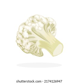 vector illustration, a piece of cauliflower isolated on a white background.