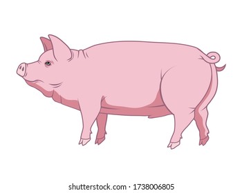 Vector illustration of a pig