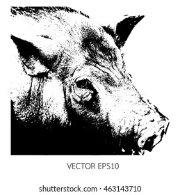 Vector illustration of pig