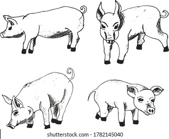 Vector illustration of pig in graphic style, hand drawing illustration.