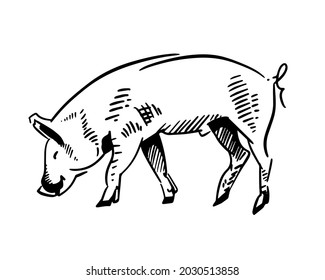 Vector illustration of pig graphic style. Brush painting ink draw illustration.