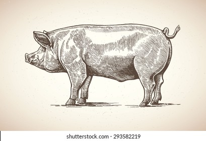Векторная иллюстрация свиньи в графическом стиле, ручная иллюстрация.