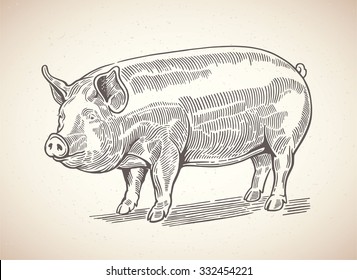 Vector illustration of pig in graphic style, hand drawing illustration.