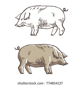 Vector illustration of pig in graphic style, hand drawing illustration.