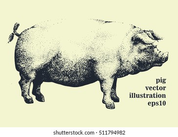 Vector illustration of pig, hand drawing .