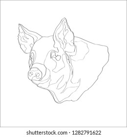 Vector illustration. Pig pig head Line