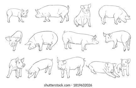 vector illustration of pig isolated on white background.