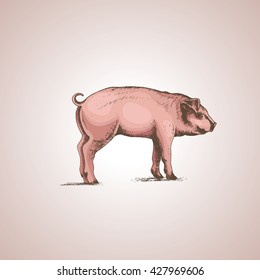 vector illustration pig isolated on white background, fresh pork, vintage label