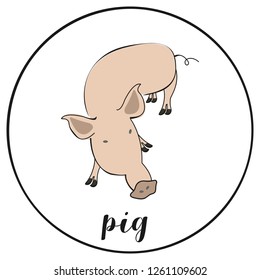 Vector illustration of pig on white background. Eps10