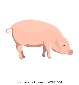 Vector illustration of a pig on white background. Farm animals topic.