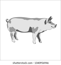 Vector illustration. Pig, side view Black and white