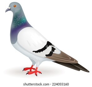 vector illustration of a pigeon