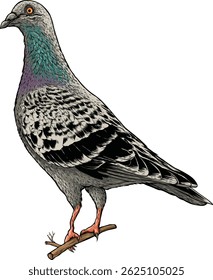 Ilustração vetorial de Pigeon bird gray isolado no fundo branco