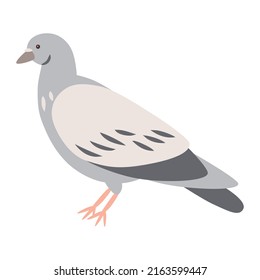 Vector illustration of a pigeon bird, isolated