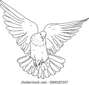 vector illustration with a pigeon. black and white drawing of a bird. line art. the bird is flying