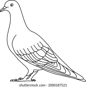 vector illustration with a pigeon. black and white drawing of a bird. line art.