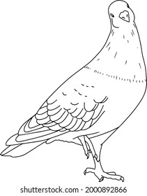 Vektorgrafik mit Taube. Schwarz-Weiß-Zeichnung eines Vogels. Line Art.