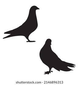 Vector illustration of pigeon silhouette