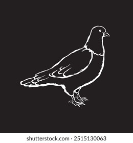 Vector illustration of a pigeon in sketch style