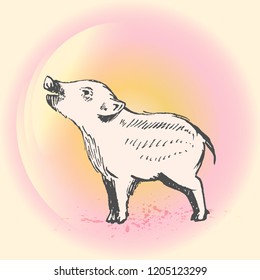 Vector illustration of piglet in graphic style, hand drawing illustration. 